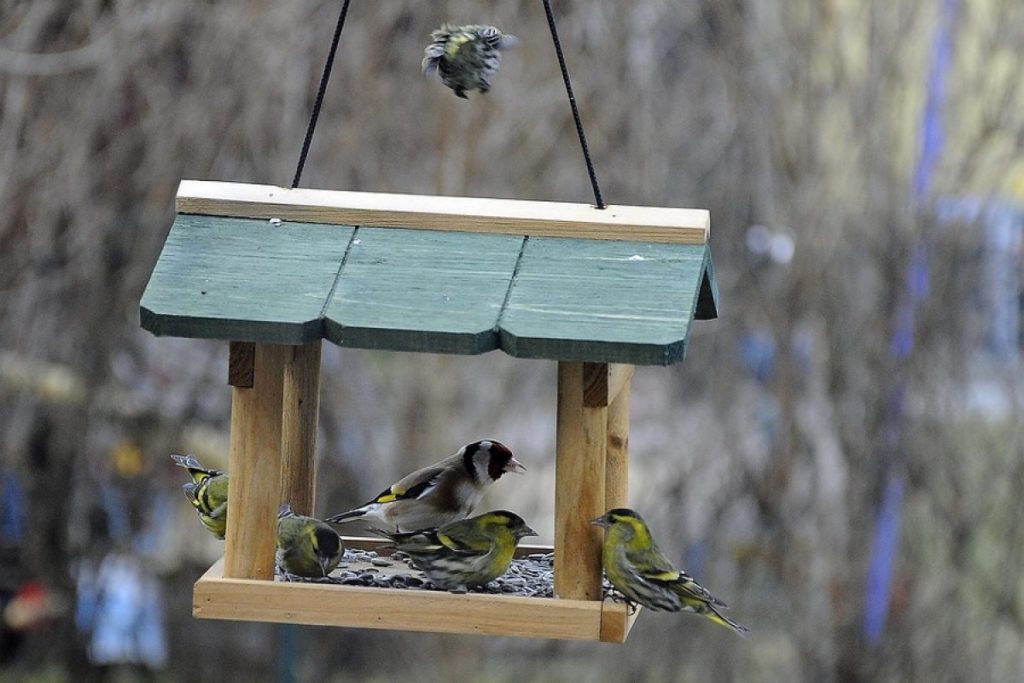Scopri come puoi aiutare gli uccellini selvatici a passare l'inverno – muso  a muso